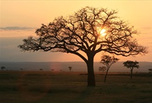 Mikumi National Park